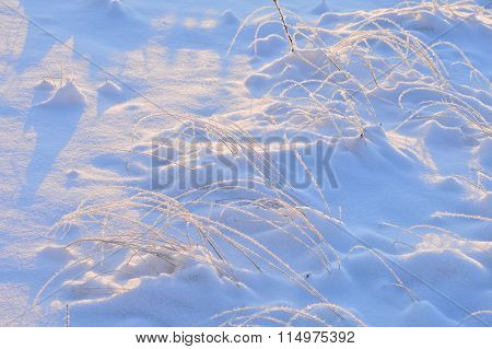 Marsh Grass In Winter With Snow On The Snow White Cover Frosty Clear Morning