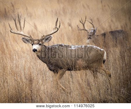 Bucks feeding on the high grass as snow falls at Rocky Mountain Arsenal outside Denver Colorado.