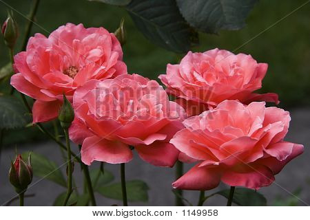 Coral de rosas de té