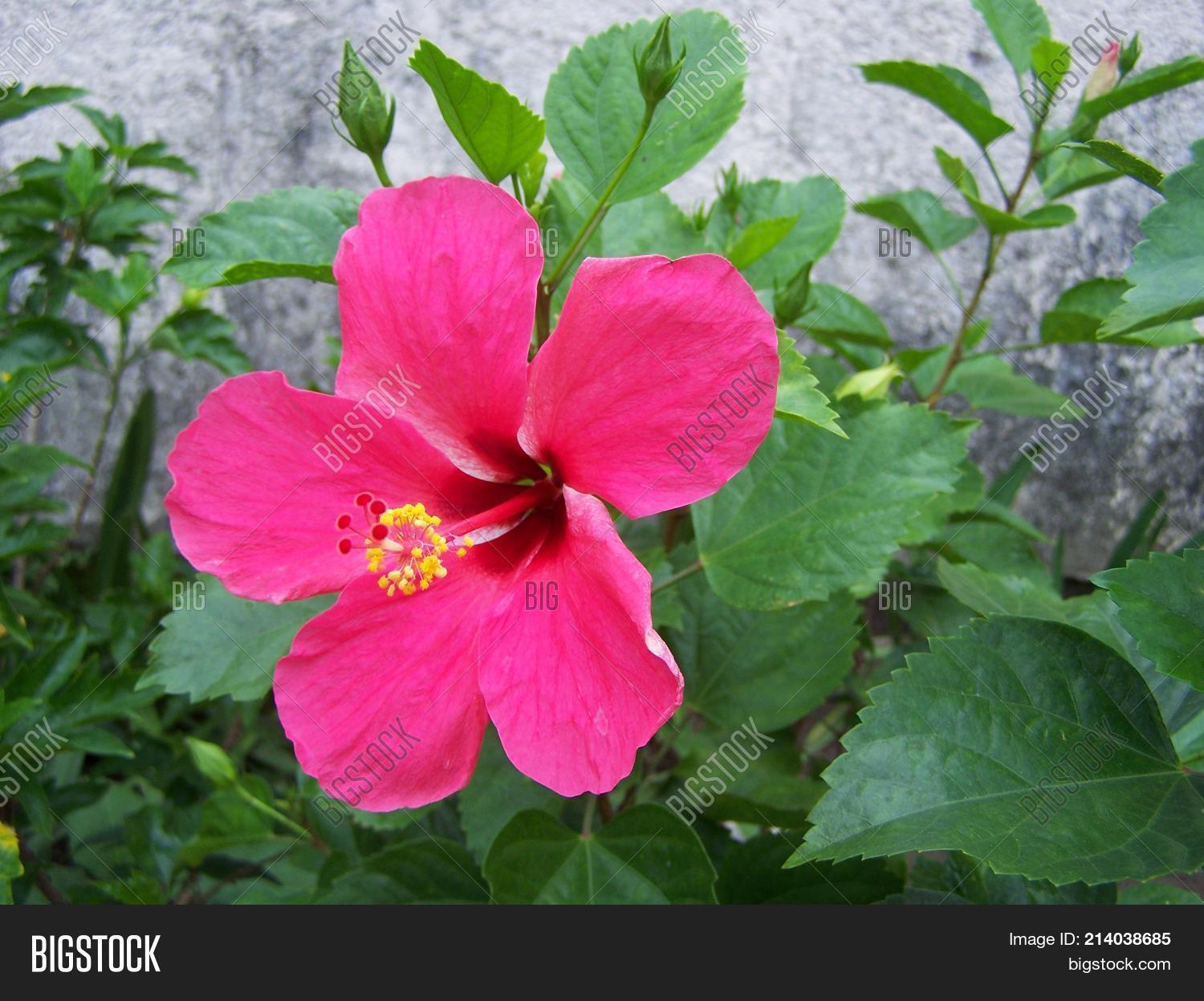 Pink Hibiscus On Stem Image & Photo (Free Trial) Bigstock