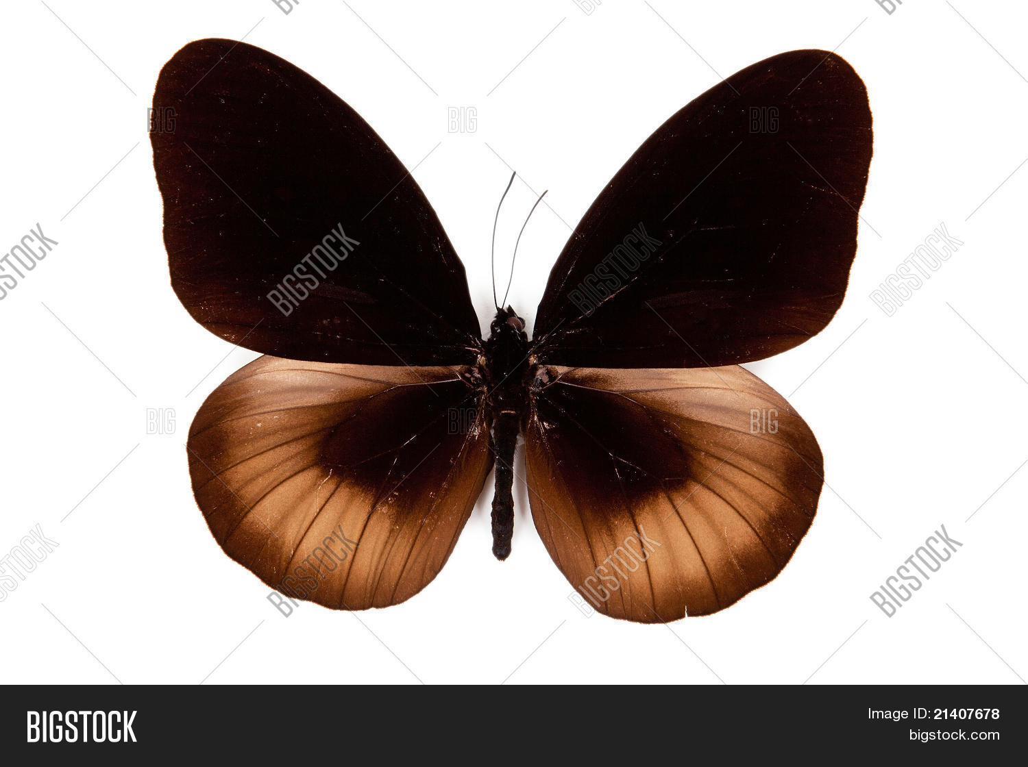 Black Brown Butterfly Image & Photo (Free Trial) Bigstock