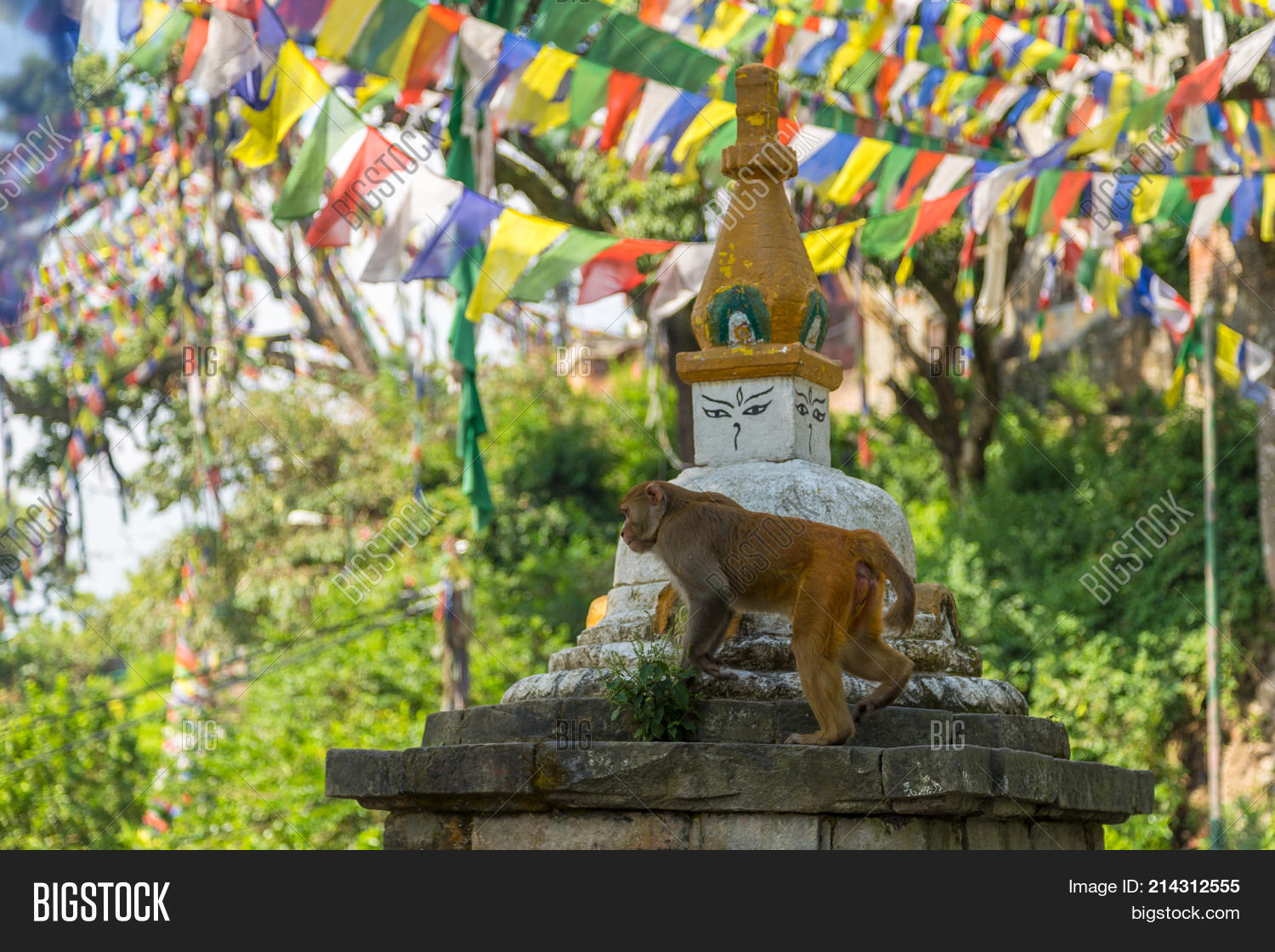 Monkeys Swayambhunath Image & Photo (Free Trial) | Bigstock