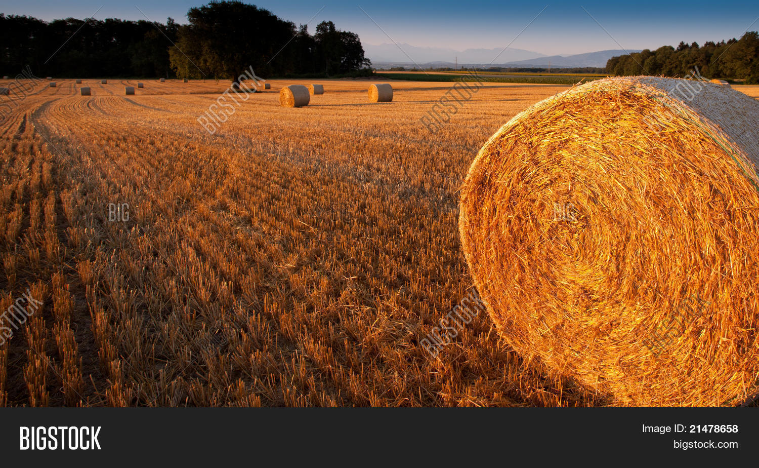 Wheat Straw Bale Image & Photo (Free Trial) Bigstock