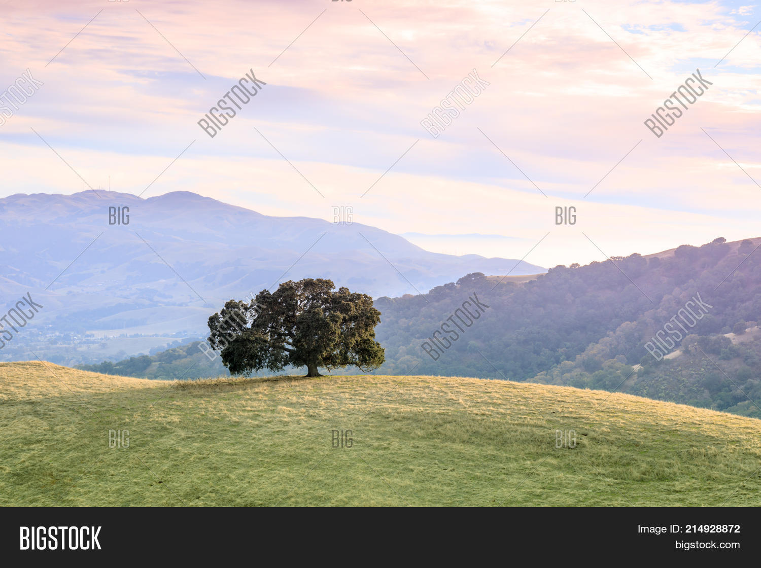 Lone Oak Tree Bay Area Image & Photo (Free Trial) Bigstock