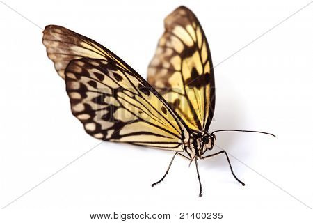 ความคิด leuconoe