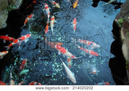 Japanese mirror carps in pond, Asakusa Shrine, Tokyo, Japan