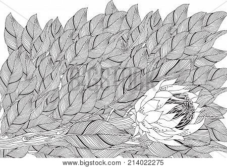 Coloring Book Page For Adult And Children. Protea Flower