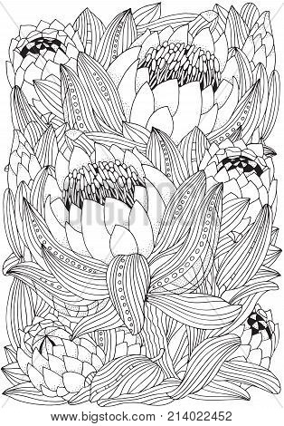 Coloring Book Page For Adult And Children. Protea Flower