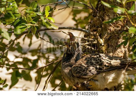 African Grey Hornbill bird on a tree (Tockus nasutus)