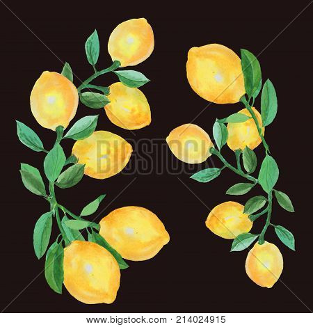 Watercolor Lemons on the Branch. Bright citrus on a dark background. Hand painted