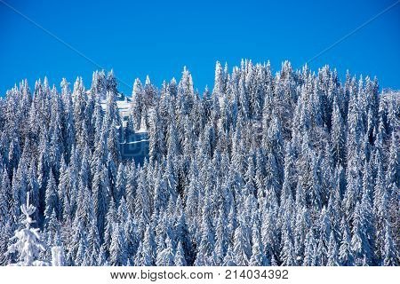 Forest covered in the snow on top of the mountain Jahorina in Bosnia and herzegovina