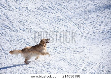 Dog Playing With The Ball In The Snow