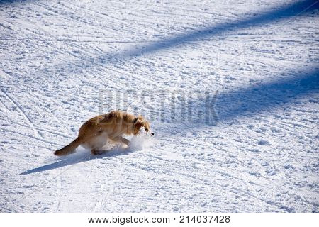 Dog Playing With The Ball In The Snow