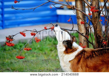 Home animals play greater role in lifes of the person