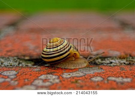 a small snail in a huge world