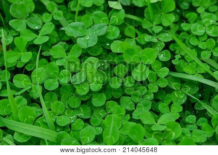 Trifolieae (clover) Plants At The Garden