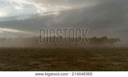 Kayseri Turkey August 2017: Horses running gallop in group in dust