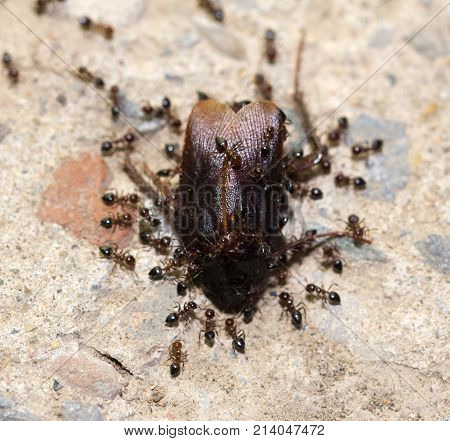 Ants feed on the beetle . Photos in the studio