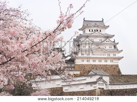 Himeji Castle during the Sakura bloom season, Japan