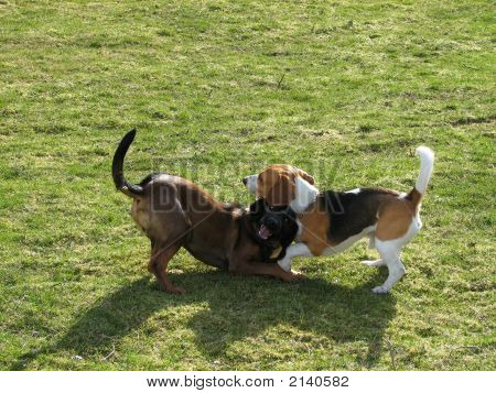 Jeu de chiens