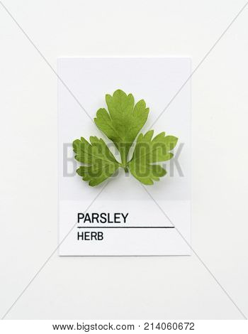 Parsley&nbsp;leaf on white paper
