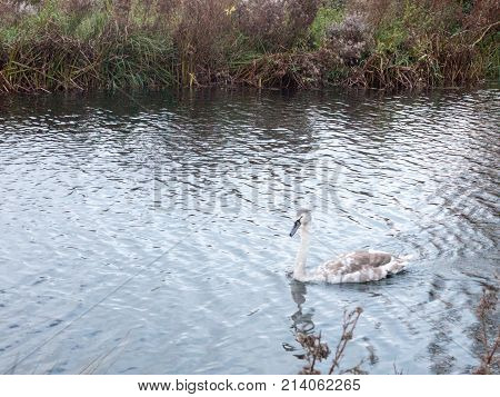 Beautiful View Of Family Of White Mute Swans And Cygnets Lake