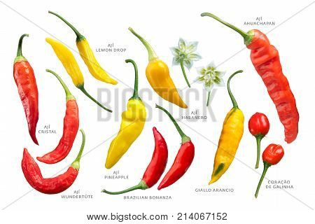 Aji Peppers C. Baccatum Set, Paths