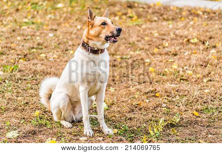 huski and german shepherd mixed breed dog in the park looking attentively