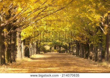 Yellow ginkgo trees in row and yellow ginkgo leaves falling on the ground at showa kinen park, Tokyo, Japan.