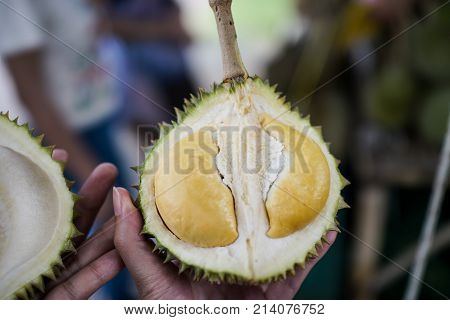 mini Puang Manee durian on woman hand