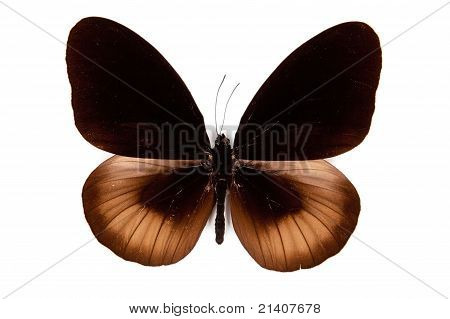 Schwarze und braune Schmetterling Euploea Magou isoliert