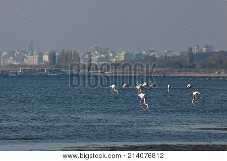 View of pink flamingos in Evros Greece.