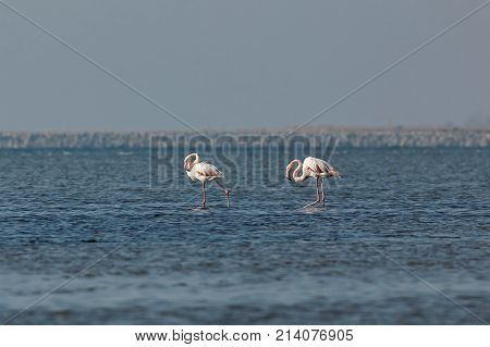 View of pink flamingos in Evros Greece.