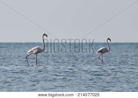 View of pink flamingos in Evros Greece.