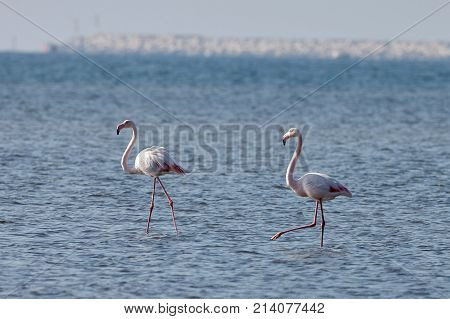 View of pink flamingos in Evros Greece.
