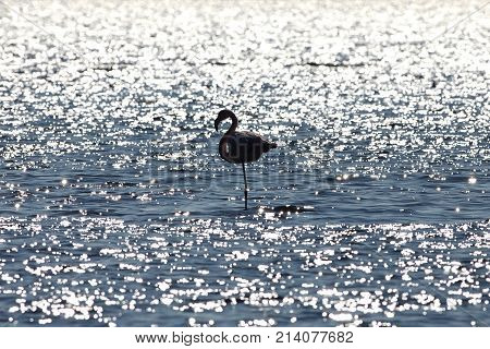 View of pink flamingo bird in Evros Greece.