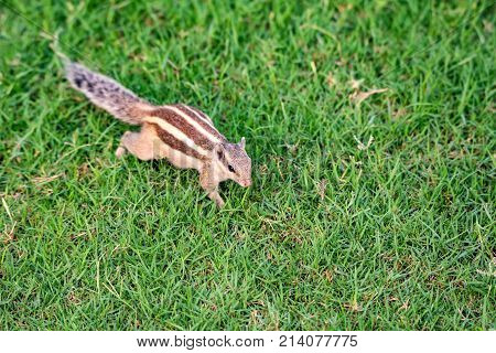 Close-up of Northern palm squirrel  