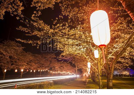 Night view of cherry blossoms and light trail in Kagoshima