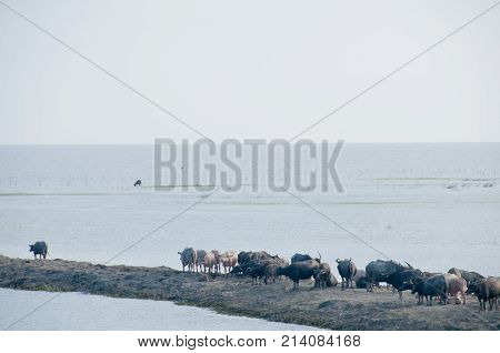 Herd Of Water Buffalo In Sourthern Thailand