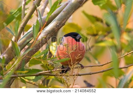 Male Eurasian Common Bullfinch passerine bird in colorful red orange black gray perching on tree feeding on flower in garden, Autumn in Austria, Europe (Pyrrhula pyrrhula)