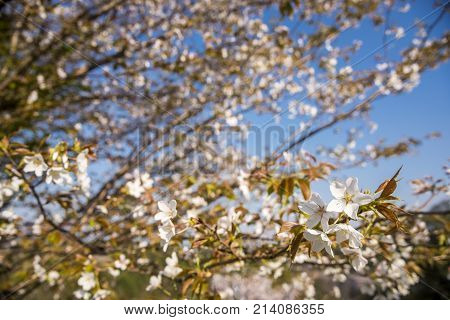 Mountain cherry blossoms (Cerasus jamasakura) in front of branches