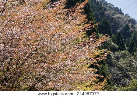 Mountain cherry blossoms (Cerasus jamasakura) with brown leaves in front of forest