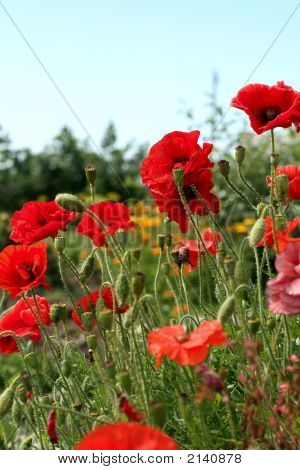 Coquelicots sur un ciel