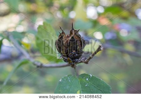 Hibiscus seed pod with spotted beetle bugs Niesthrea louisianica horizontal aspect