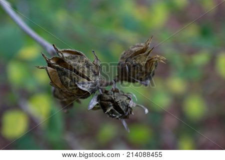Three brown hibiscus seed pods beginning to open background soft horizontal aspect