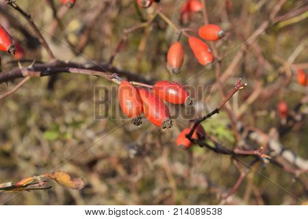 Hips Bush With Ripe Berries. Berries Of A Dogrose On A Bush. Fruits Of Wild Roses. Thorny Dogrose. R