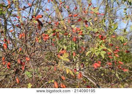Hips Bush With Ripe Berries. Berries Of A Dogrose On A Bush. Fruits Of Wild Roses. Thorny Dogrose. R