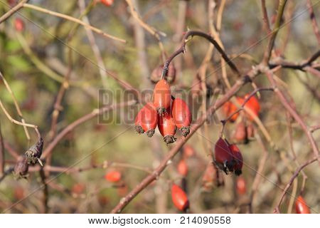 Hips Bush With Ripe Berries. Berries Of A Dogrose On A Bush. Fruits Of Wild Roses. Thorny Dogrose. R