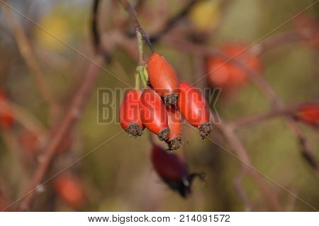 Hips Bush With Ripe Berries. Berries Of A Dogrose On A Bush. Fruits Of Wild Roses. Thorny Dogrose. R