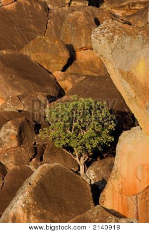 Granitfelsen und Baum